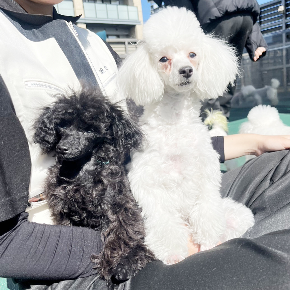 生徒が撮影したモデル犬の写真①